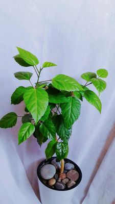 китайский роза