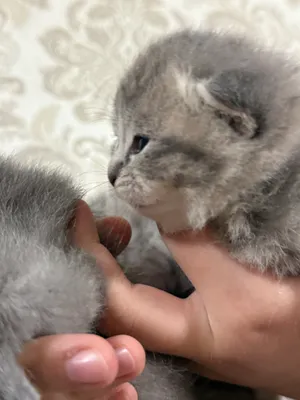 Мушук болалари тоза зотли скотош фолд и страйд