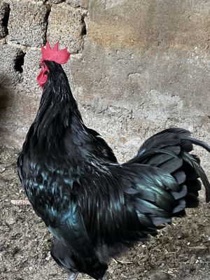 Tozza qon astralop Xorozlari