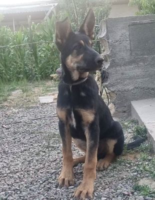 Kuchuk сабака 5 oylik