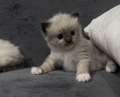 Продаются котята Рэгдолл