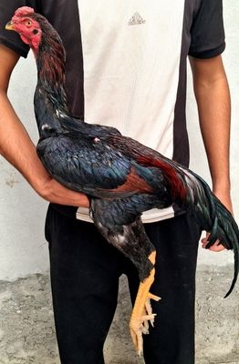 Dakan joʻjala sotiladi