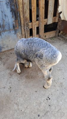 Qozoqi quchqorcha
