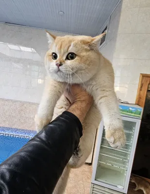 Британский золотая шиншила ny12