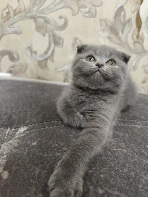 Девочка скоттиш фолд