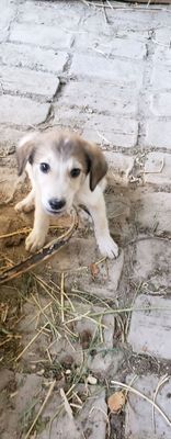 kuchukcha