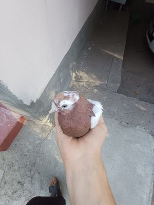 Узбекский голубь