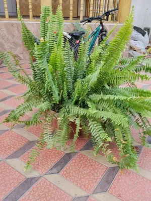 Gul paportnik gulga qiziqadiganlar uchun. Dekarativni