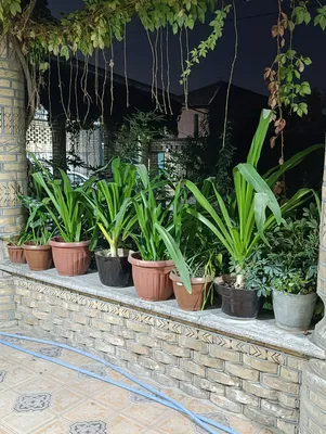 Plastik tuvakdagi gullar donasi 200.000 mingdan