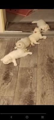 Котята 1 .5 месяца шиншилла+экзотика