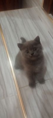 Продается котенок, порода Шотландский