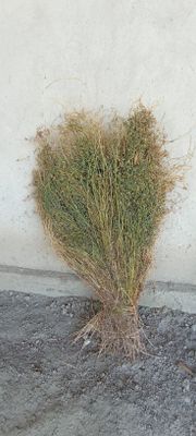 Beda sotiladi ,optom