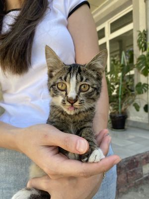 Котенок (в добрые руки)