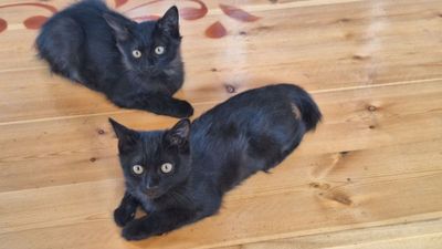 2 котенка , черные