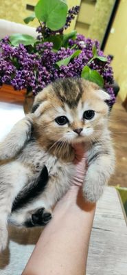 Продаются шикарные котята скотиш фолд и скотиш страйт