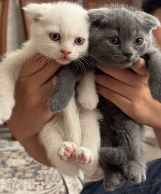 Scottish fold mushuk bolalari sotiladi