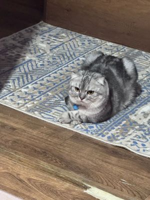 Продаётся кот Веслоухий