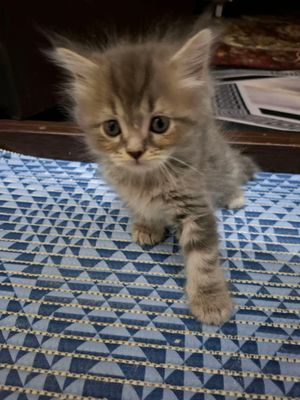 котята Хайленд страйт мальчики