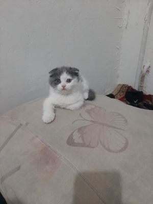 Yangi tuggan mushuk bolalari Fargona