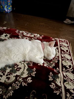 Британская коошка
