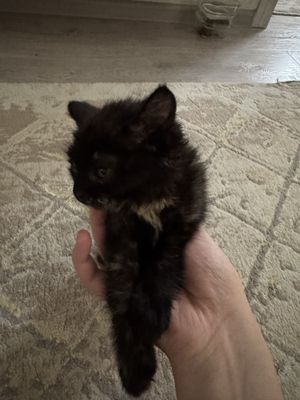 Красивые кошчка оо