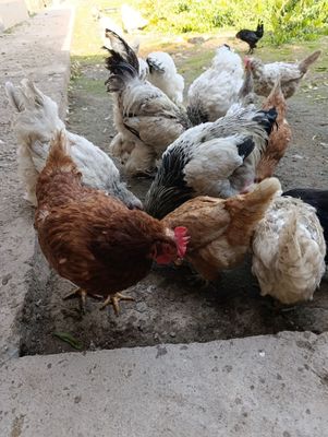 Tovuq,xoʻroz bramala sotiladi