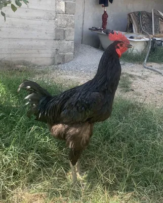 Қора Шаҳзода тозаси Ҳўроз