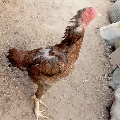 Dakan makion sotiladi