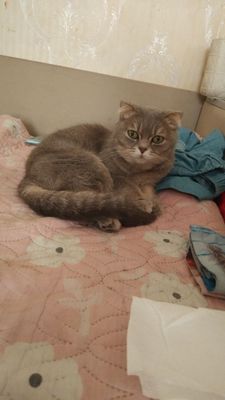Продам кошечку очень ласковая