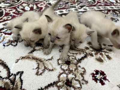 Продаем Сиамских котят
