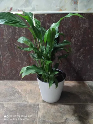 Цветы женское счастье - лучшие цветы для дома и дачи