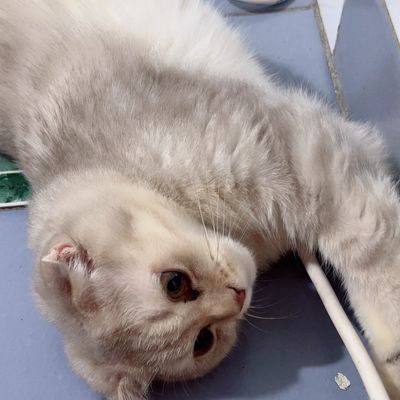 Срочно Продаётся котёнок мальчик Британец!!!