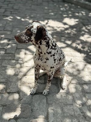 Порода Далматин жигаранг холлик сотилади