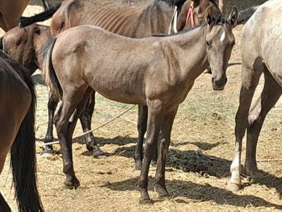 Toy sotiladi moda yaxshi otni bolasi