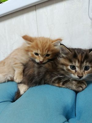 Отдам котят в хорошие руки