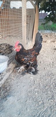 Miliferlar sotiladi