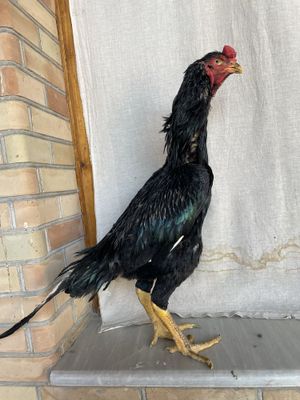 5 kg yaponga kares yoshiga tuldi narxi 900 ming
