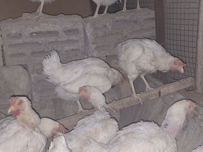 Tovula bor aksia 50000