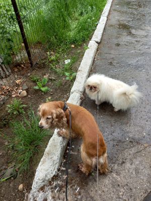 Cобаки