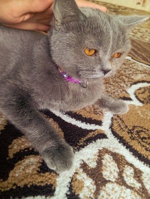 Mushuk zoti tozza aqlli