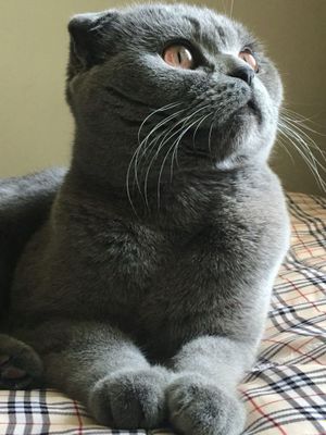Вязка: британский вислоухий кот