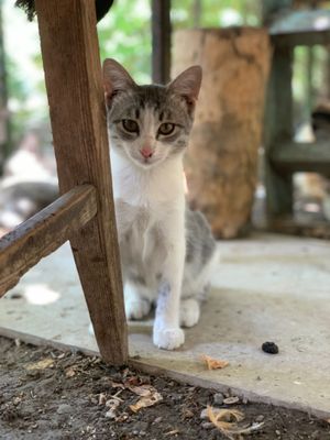 Котятам нужен любящий дом