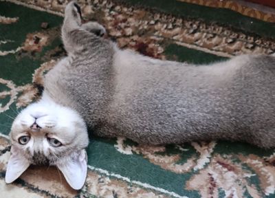 Продается котенок