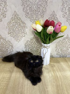 Персиан скоттиш фолд