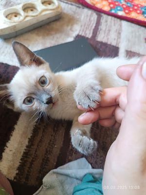 Тайский кот, кушает ВСЁ