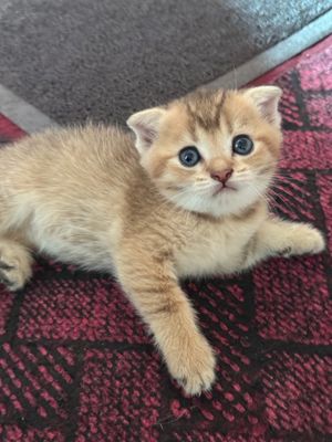 Продаются котята