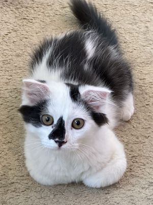 Mushukcha 3 oylik / Котёнок 3 мецяцев