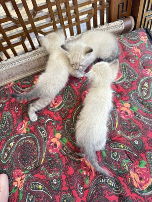 Продам котята парода сиамский шиншыла