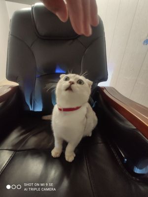 Скотч фольд. Самец продадим