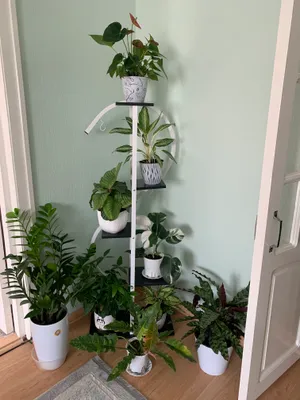 продам все горшки с цветами за 1,000,000сум